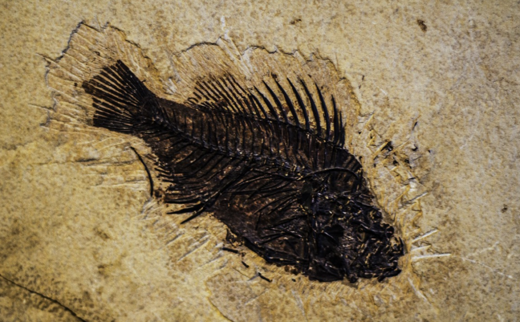 물고기 화석